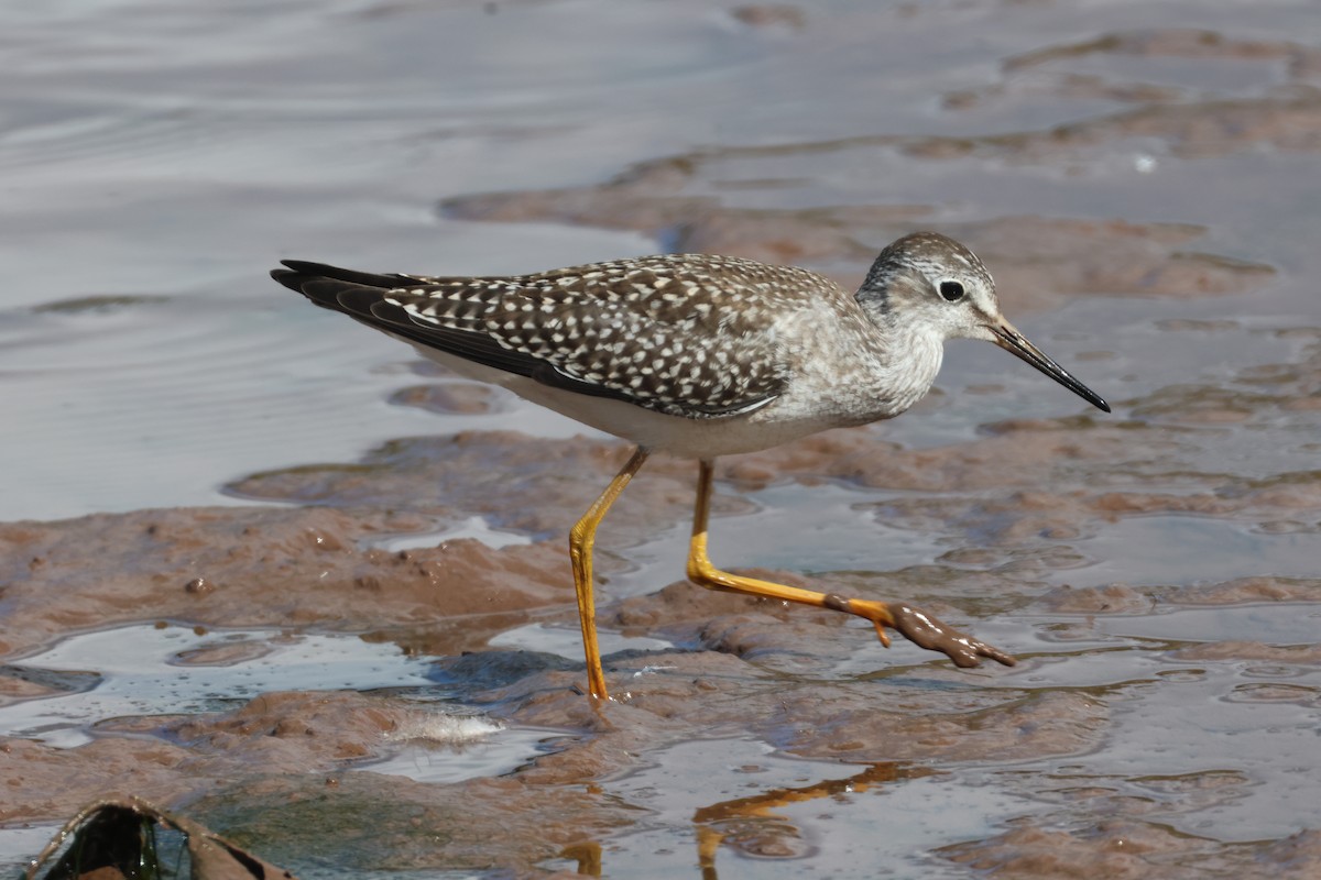 Lesser Yellowlegs - ML640871349