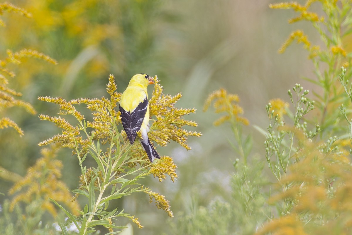 American Goldfinch - ML640871390