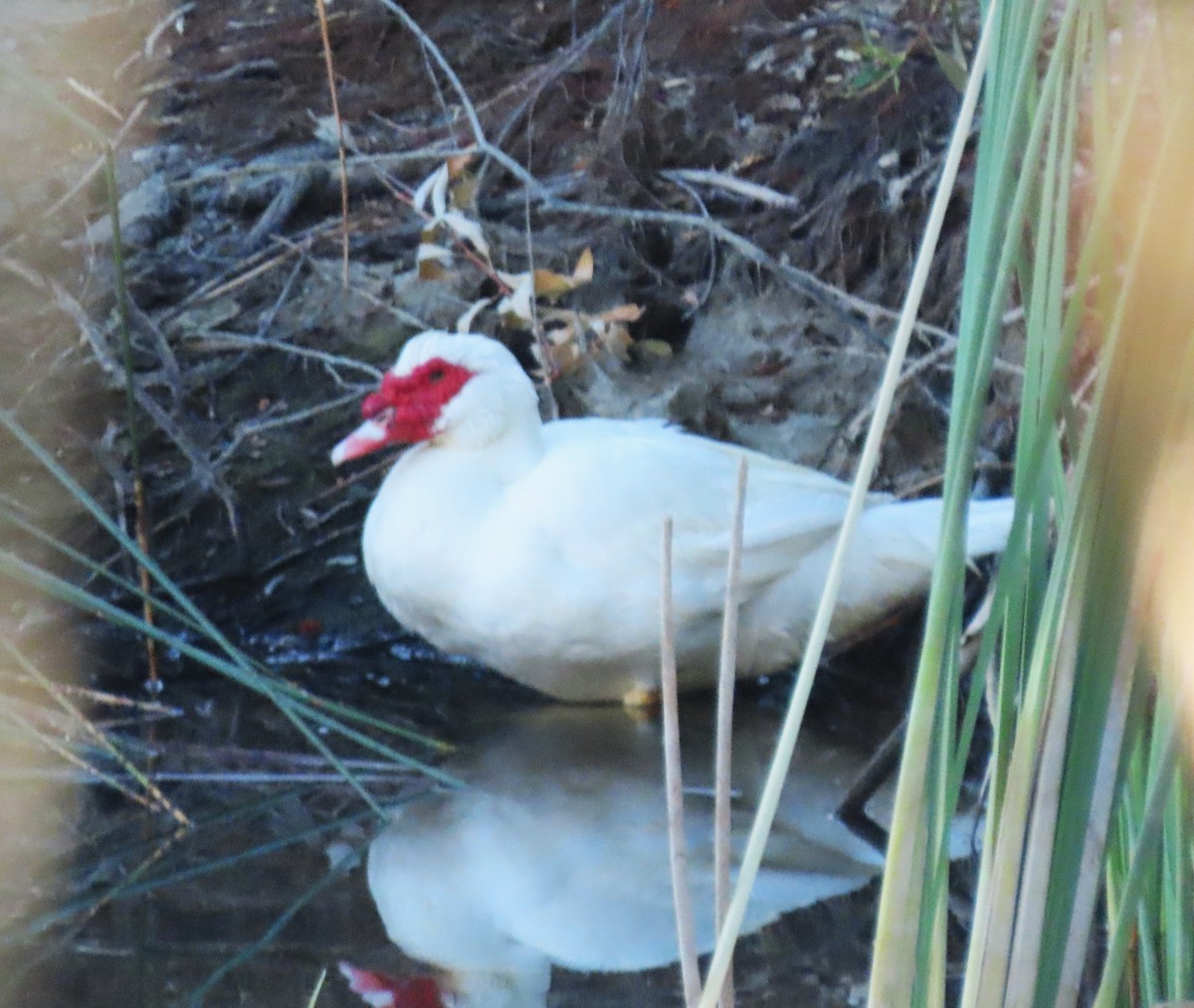 Muscovy Duck (Domestic type) - ML640871439