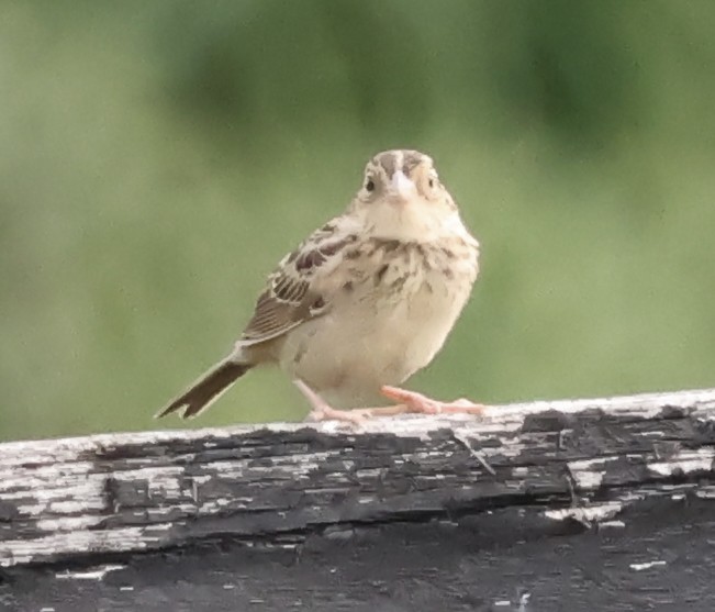 Grasshopper Sparrow - ML640871475