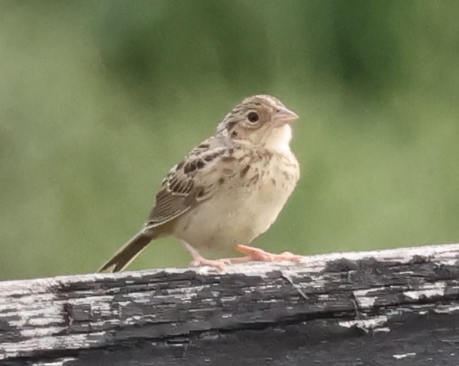 Grasshopper Sparrow - ML640871476