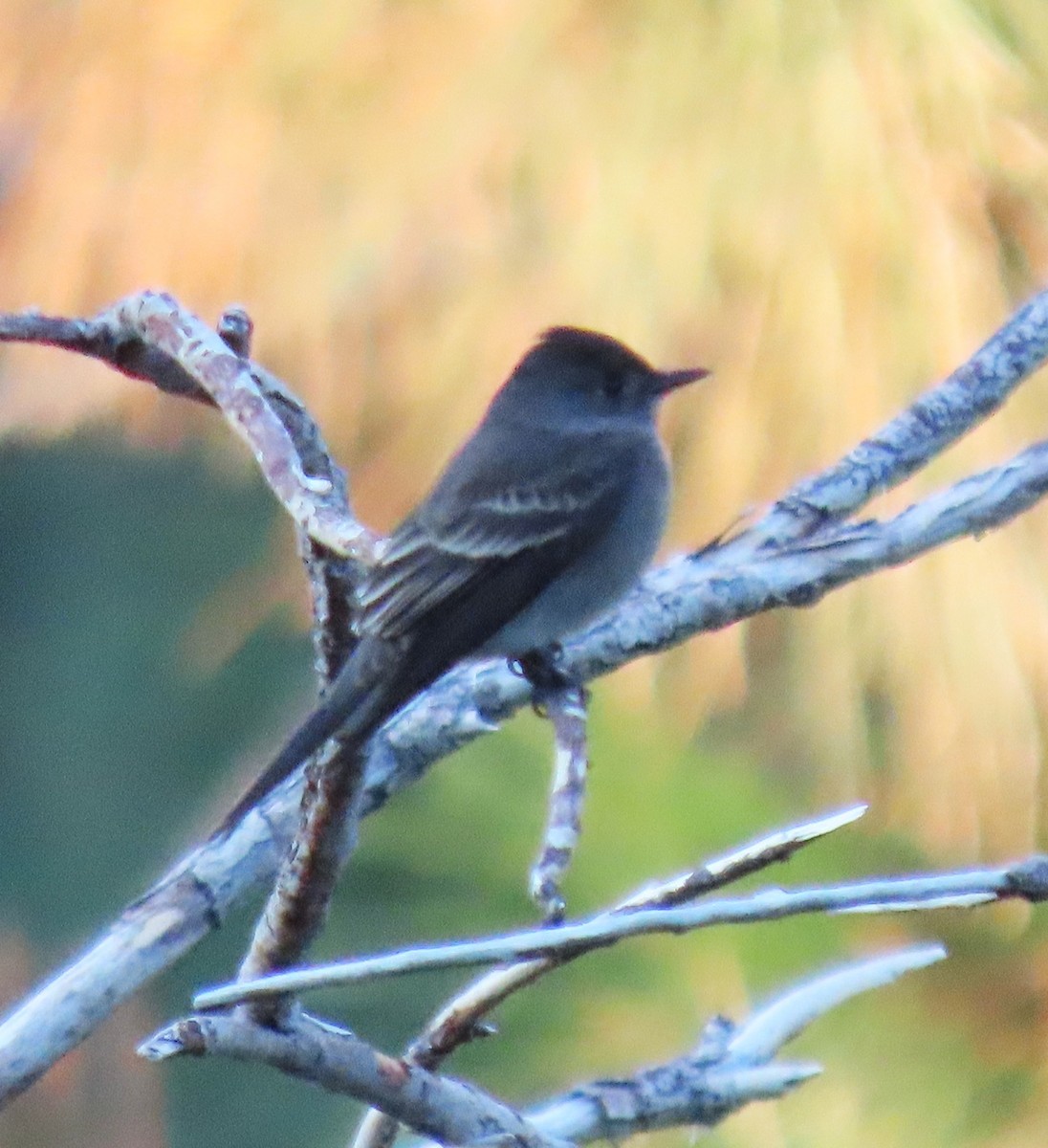Western Wood-Pewee - ML640871480
