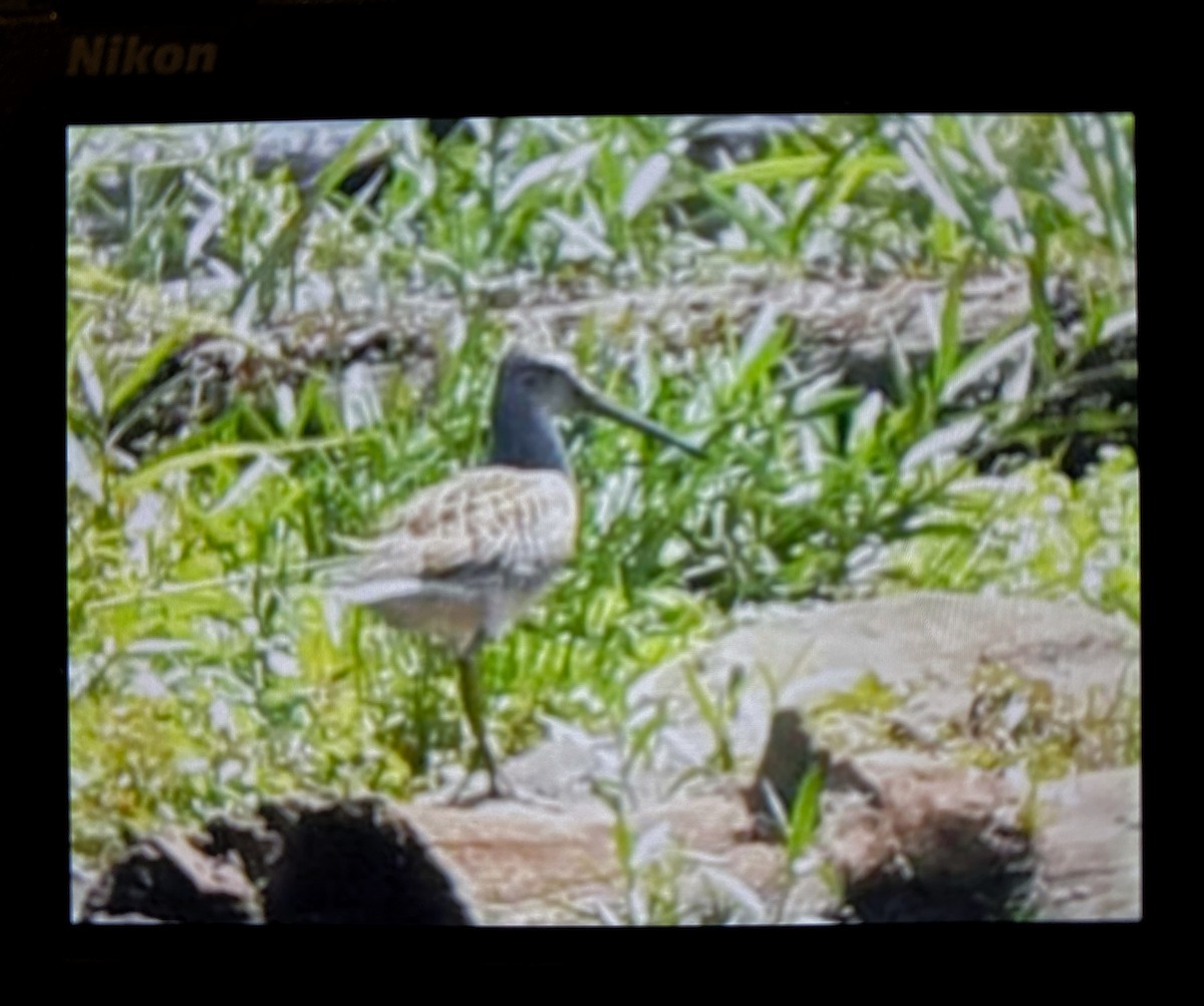 Short-billed Dowitcher - ML640871553