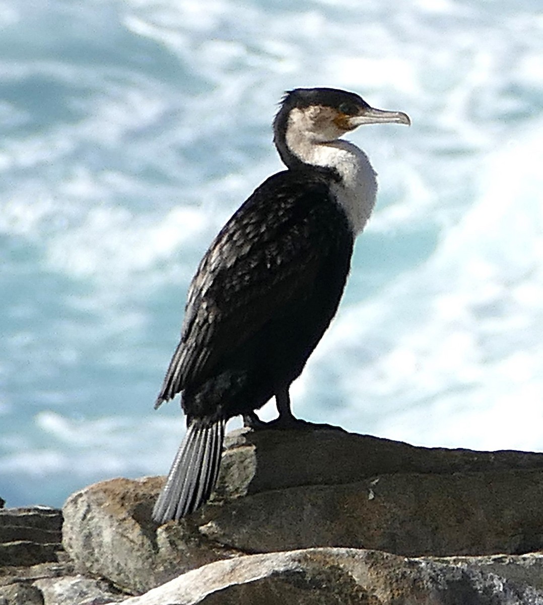 Great Cormorant (White-breasted) - ML640871571