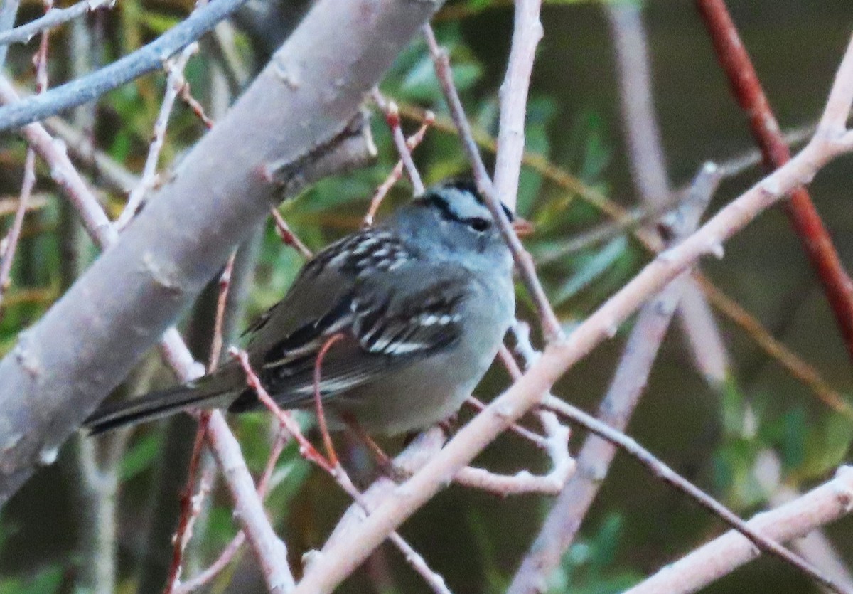 White-crowned Sparrow - ML640871603