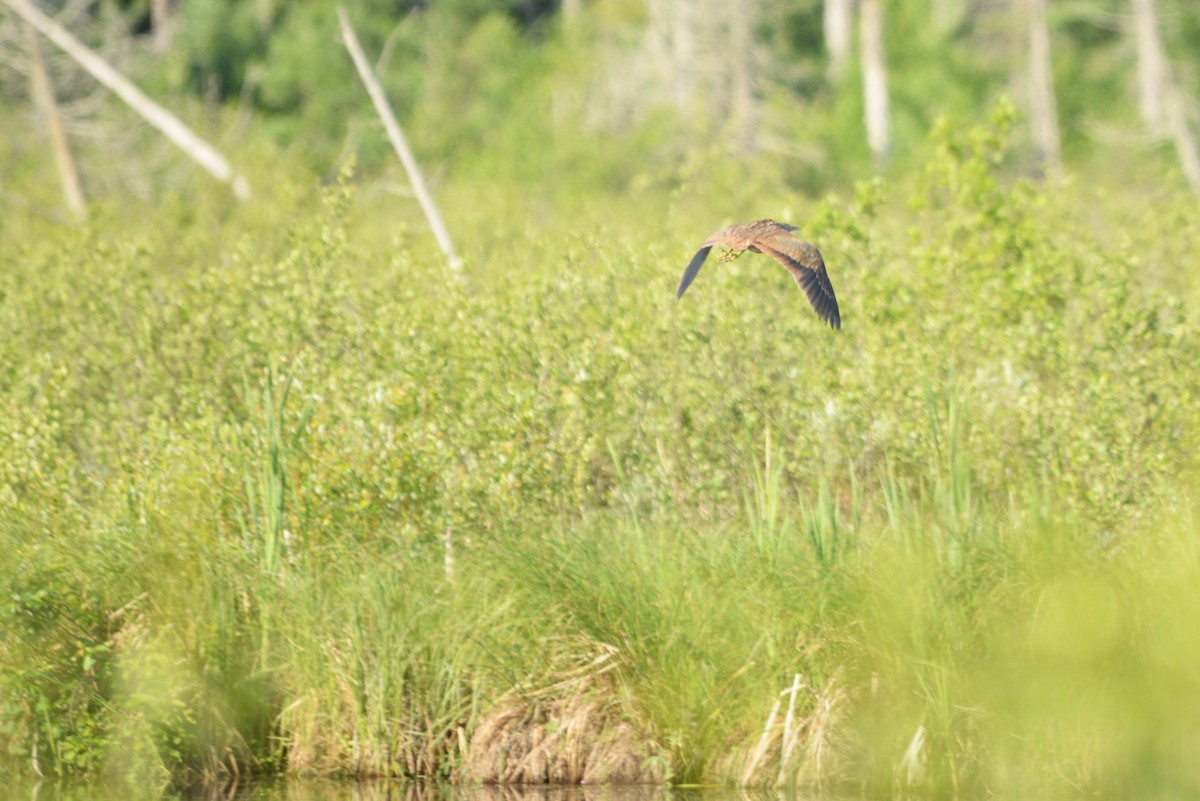 American Bittern - ML640871700