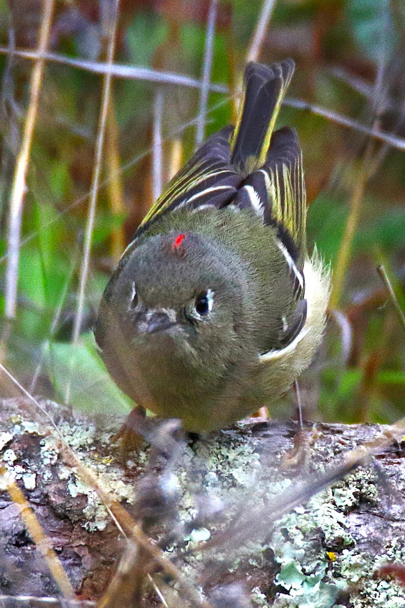 Rubingoldhähnchen - ML640871776