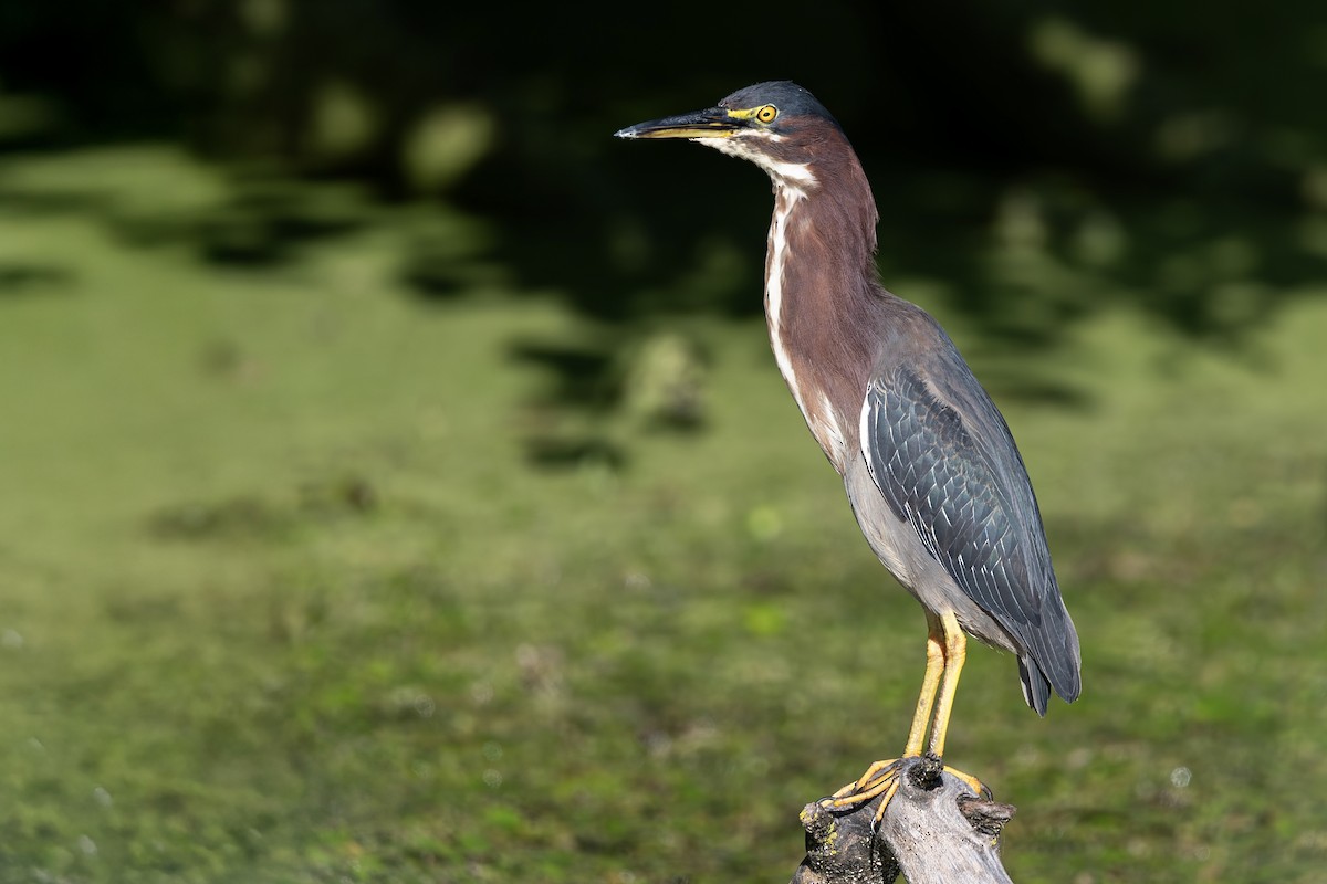 volavka zelenavá - ML640871780