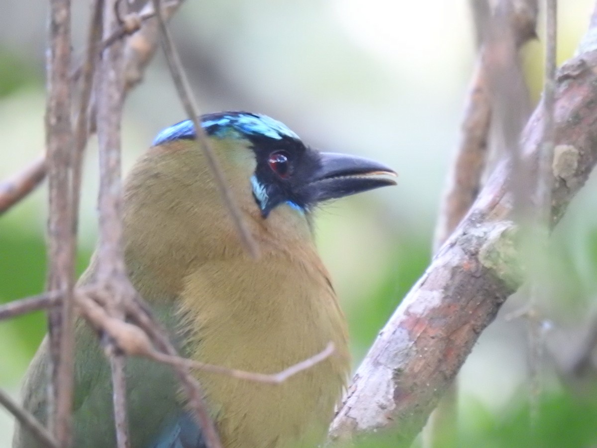 Whooping Motmot - ML640871782