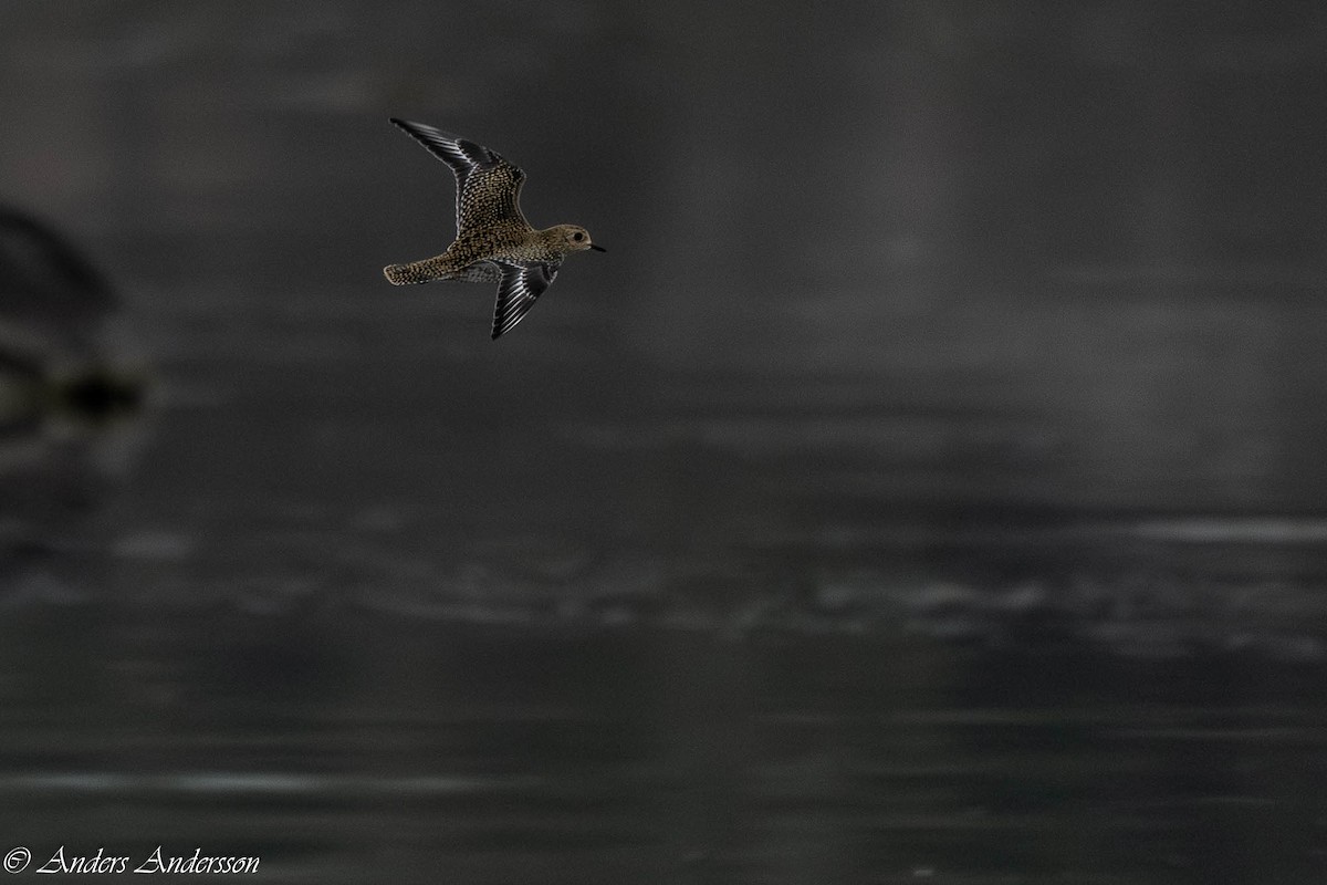 European Golden-Plover - ML640871804