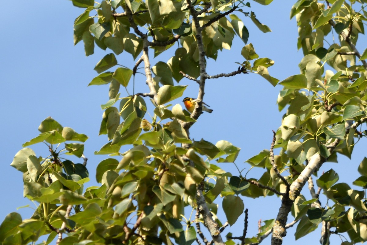 Blackburnian Warbler - ML640871825