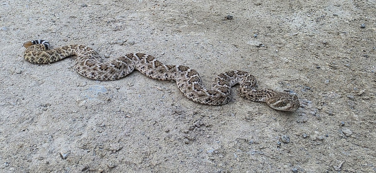 Western Diamond-backed Rattlesnake - ML640871877