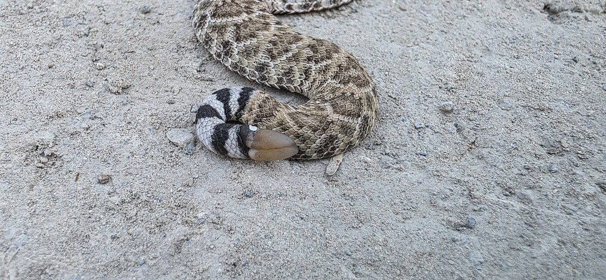 Western Diamond-backed Rattlesnake - ML640871884