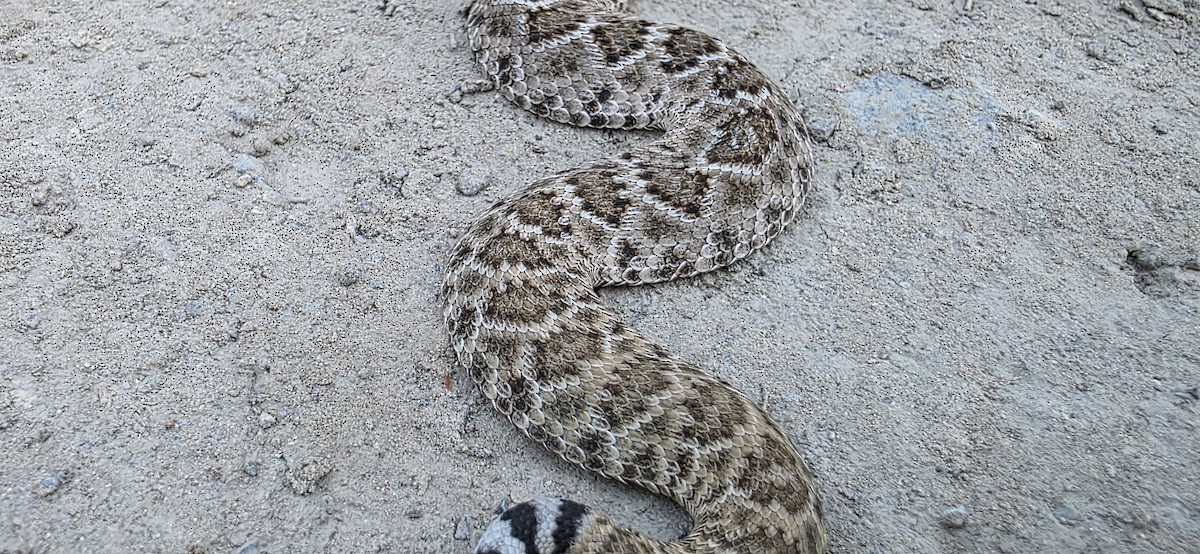 Western Diamond-backed Rattlesnake - ML640871889