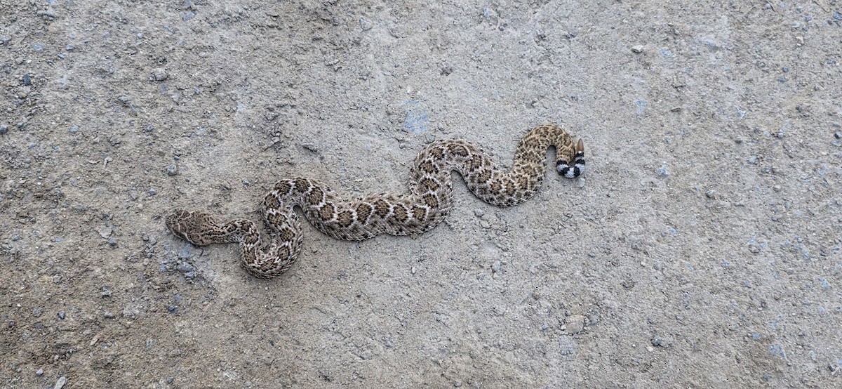 Western Diamond-backed Rattlesnake - ML640871894