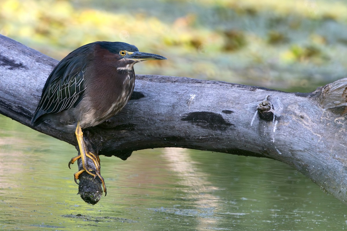 volavka zelenavá - ML640871944