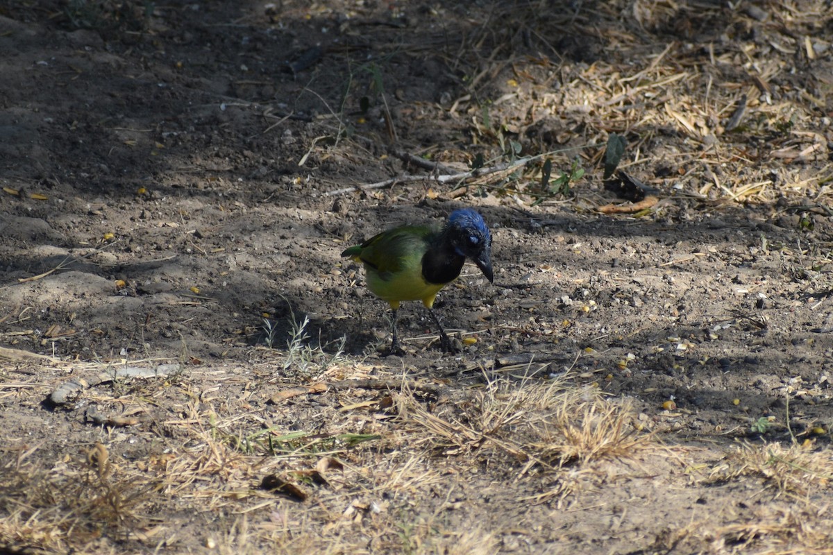 Green Jay - ML640872057