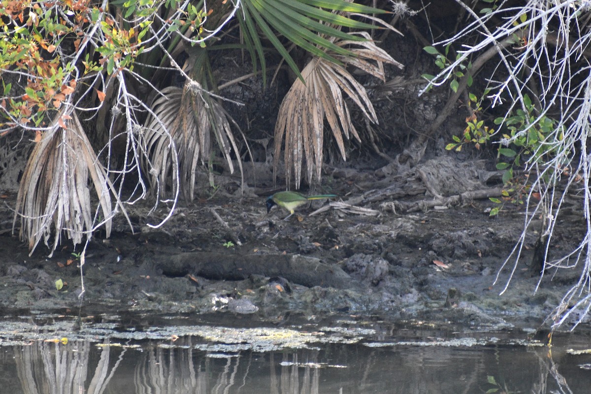 Green Jay - ML640872060