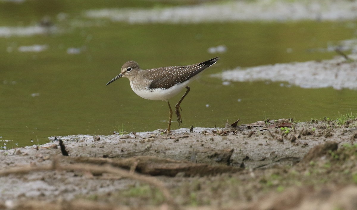 Solitary Sandpiper - ML640872081