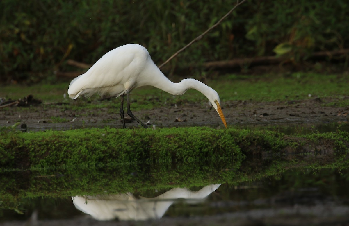 Great Egret - ML640872097