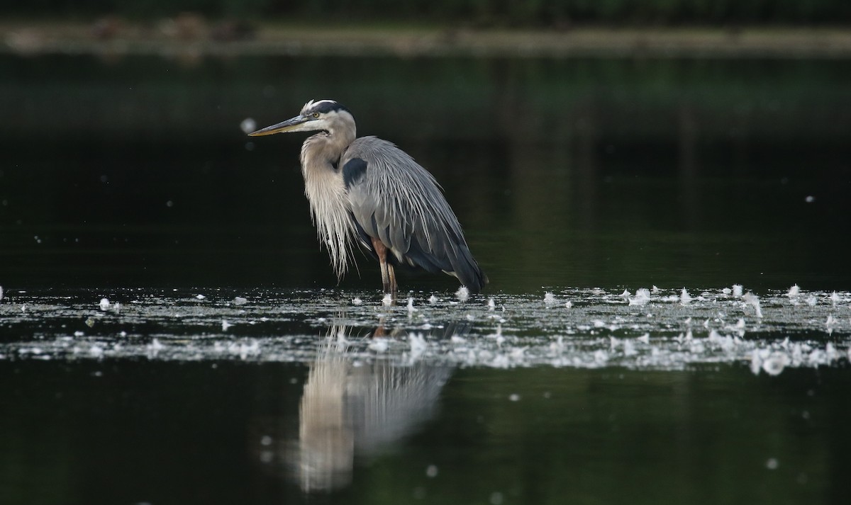 Great Blue Heron - ML640872104