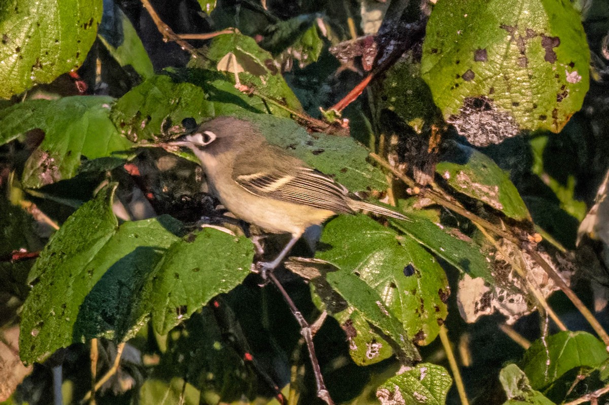 Black-capped Vireo - ML640872165