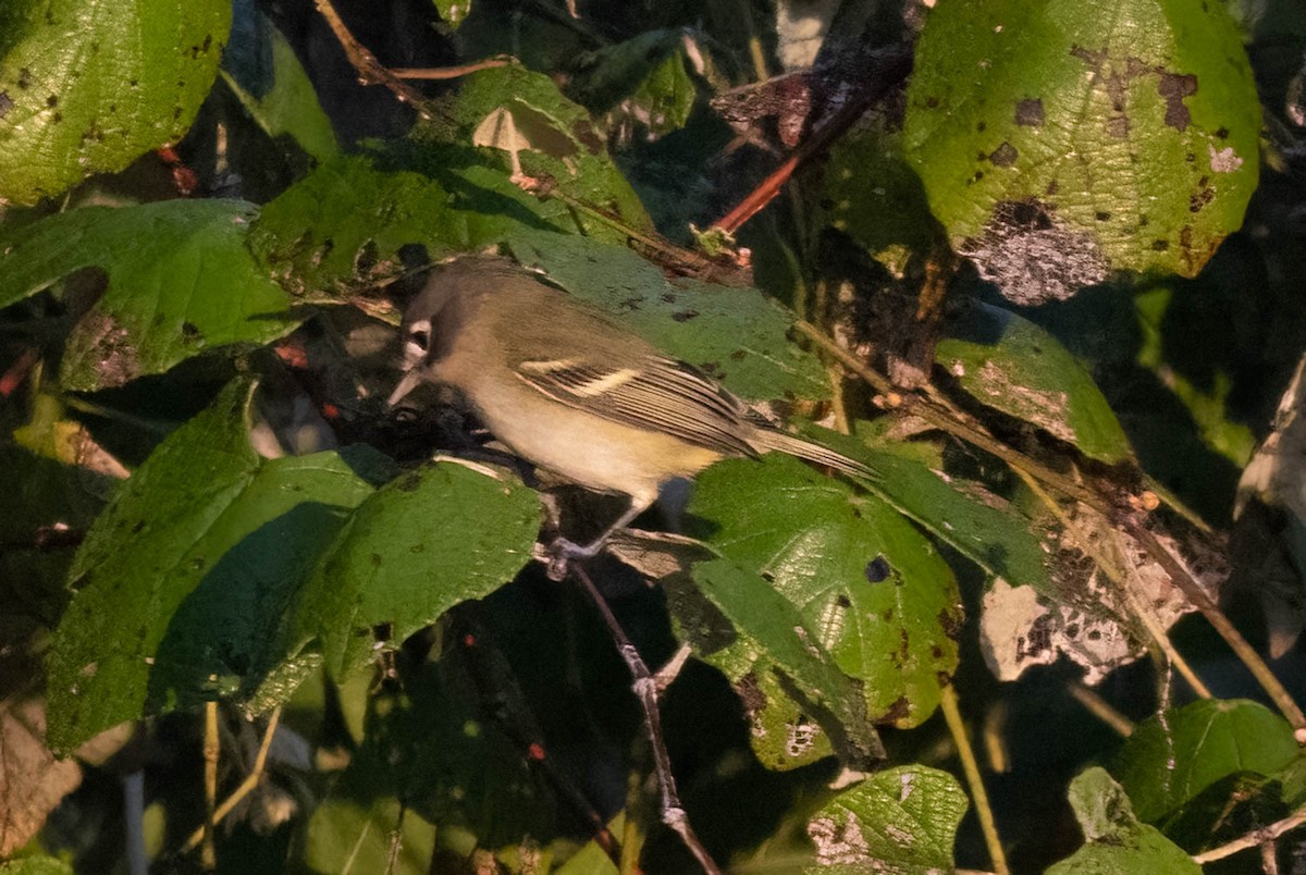 Black-capped Vireo - ML640872166