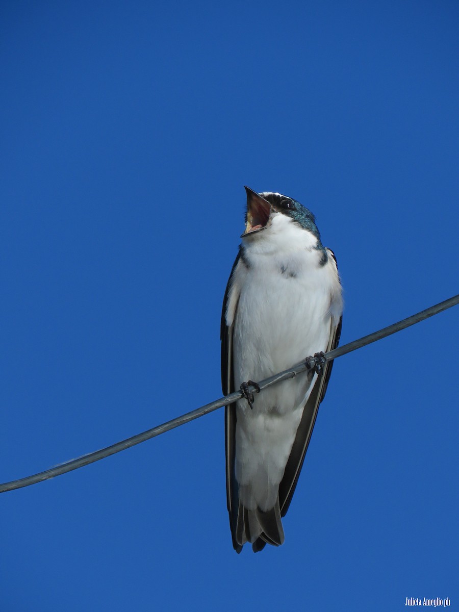 White-rumped Swallow - ML640872180