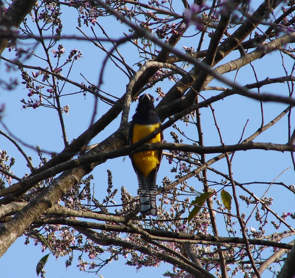 Gartered Trogon - ML640872309