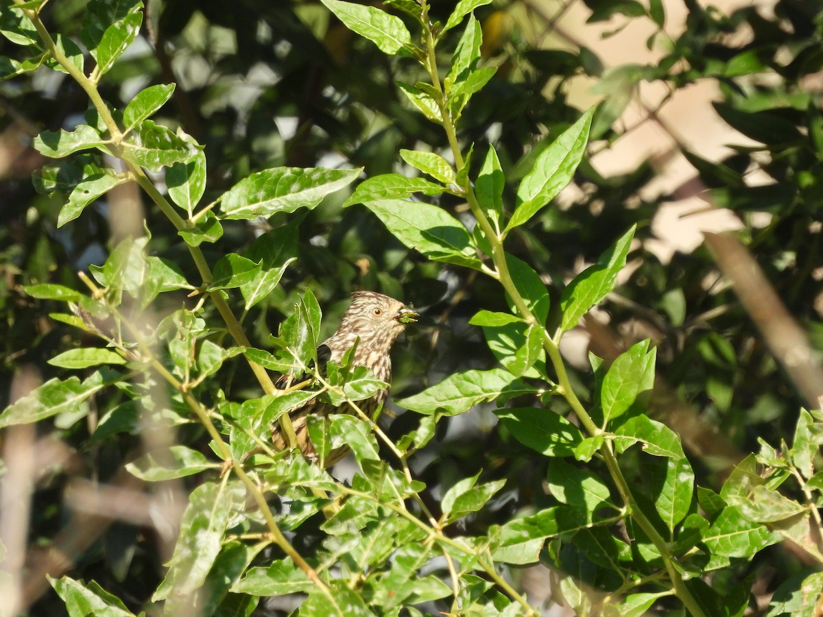 White-tipped Plantcutter - ML640872343