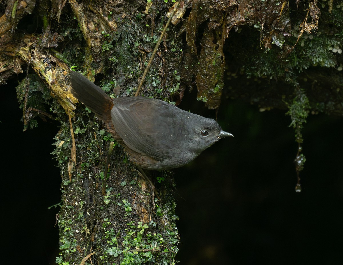 Long-tailed Tapaculo - ML640872350