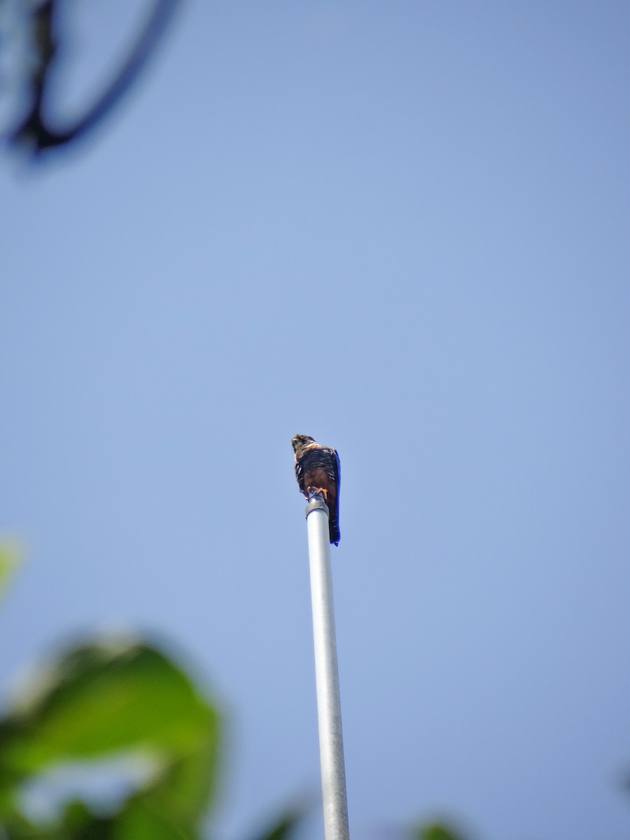 Bat Falcon - ML640872359