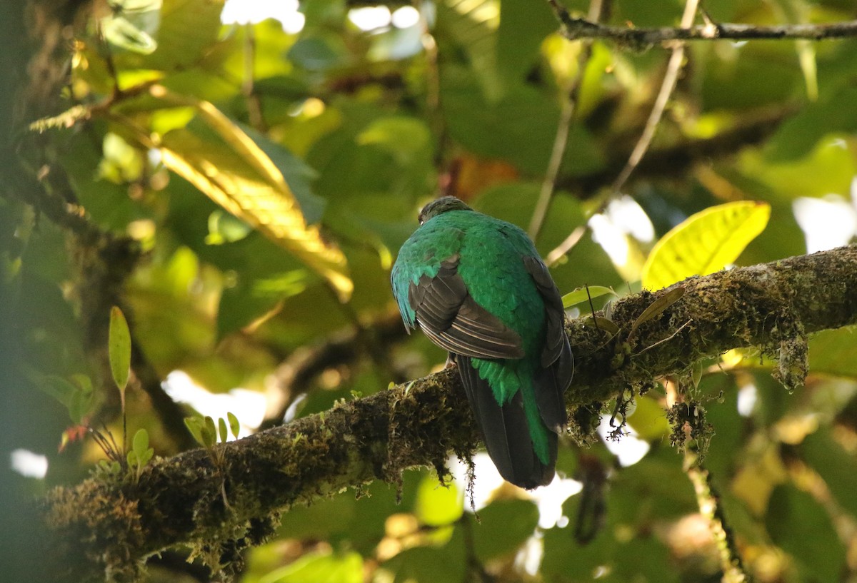 Quetzal doré - ML640872391