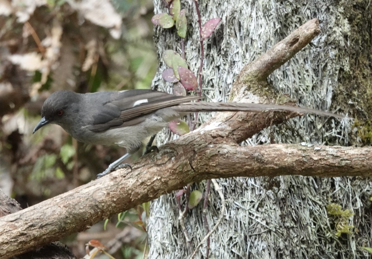Long-tailed Sibia - ML640872429