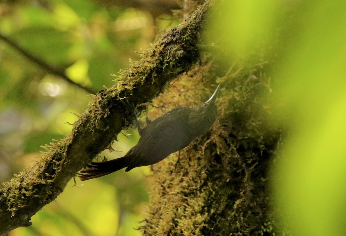 Spotted Woodcreeper (Berlepsch's) - ML640872432