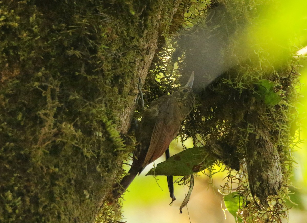 Spotted Woodcreeper (Berlepsch's) - ML640872433