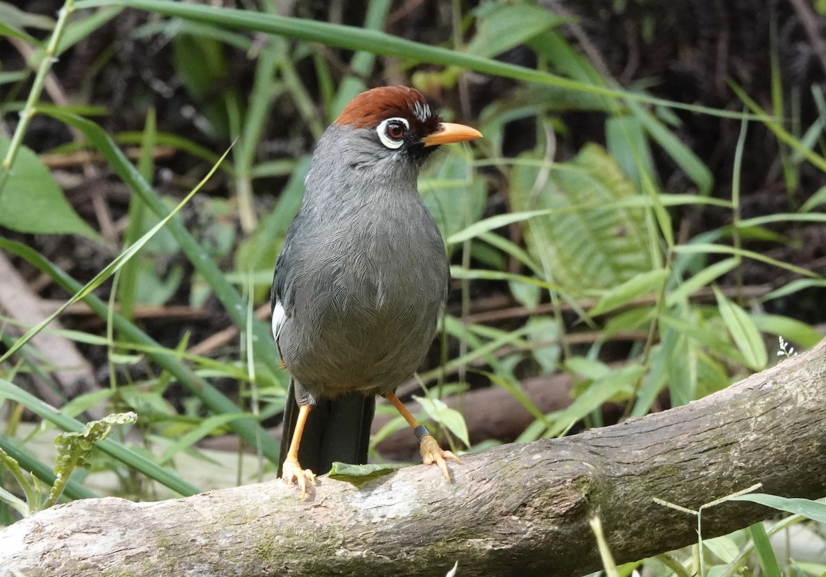 Chestnut-capped Laughingthrush - ML640872446