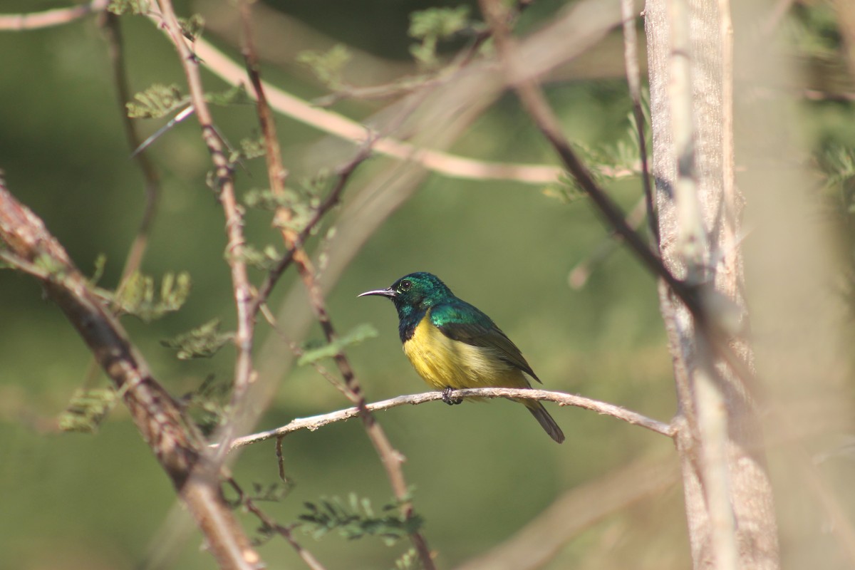 Collared Sunbird - ML640872542