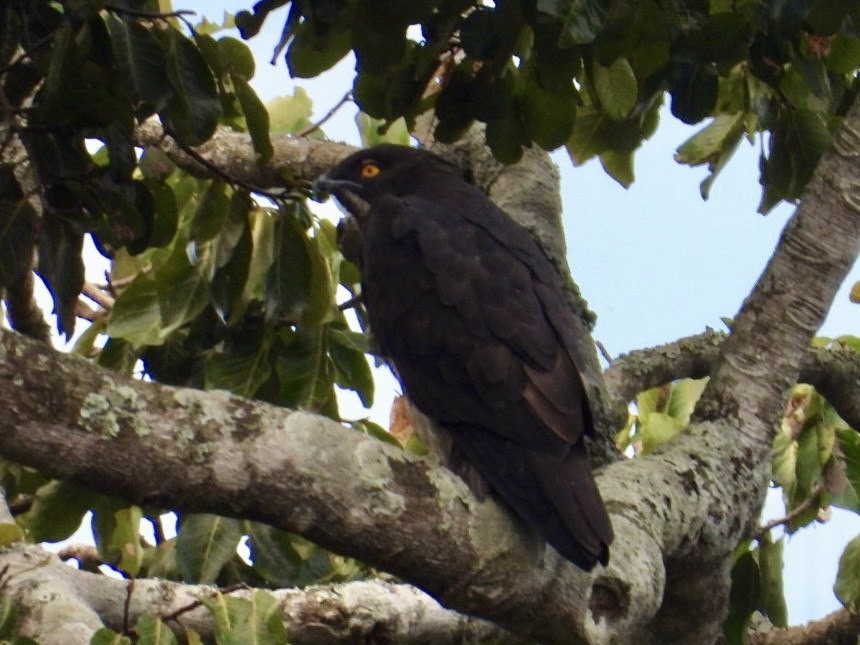 Bat Hawk - ML640872545