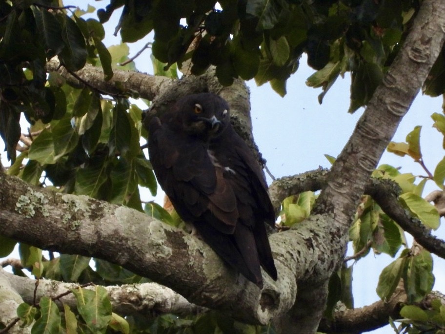 Bat Hawk - ML640872546