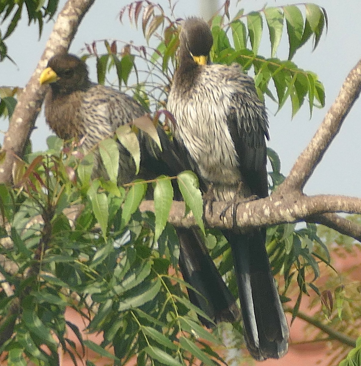 Western Plantain-eater - ML640872552