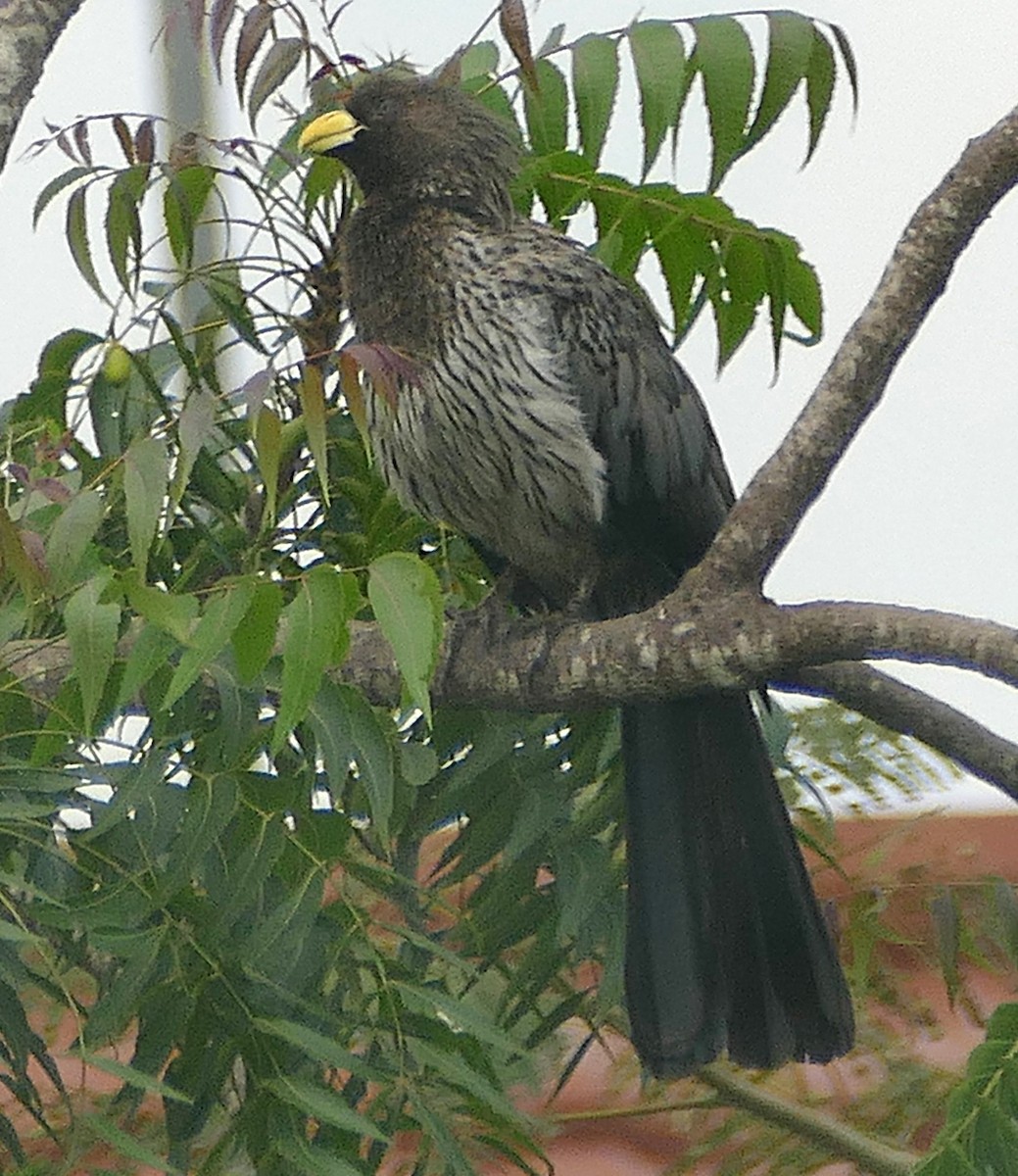 Western Plantain-eater - ML640872553
