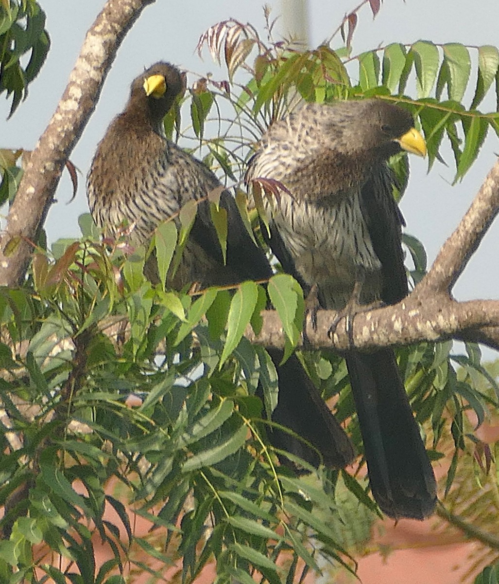 Western Plantain-eater - ML640872554