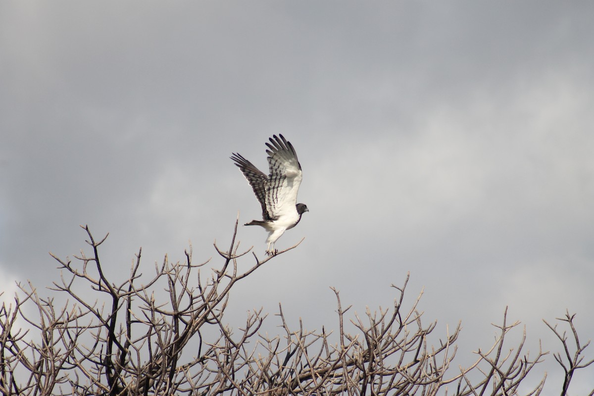 Black-chested Snake-Eagle - ML640872555