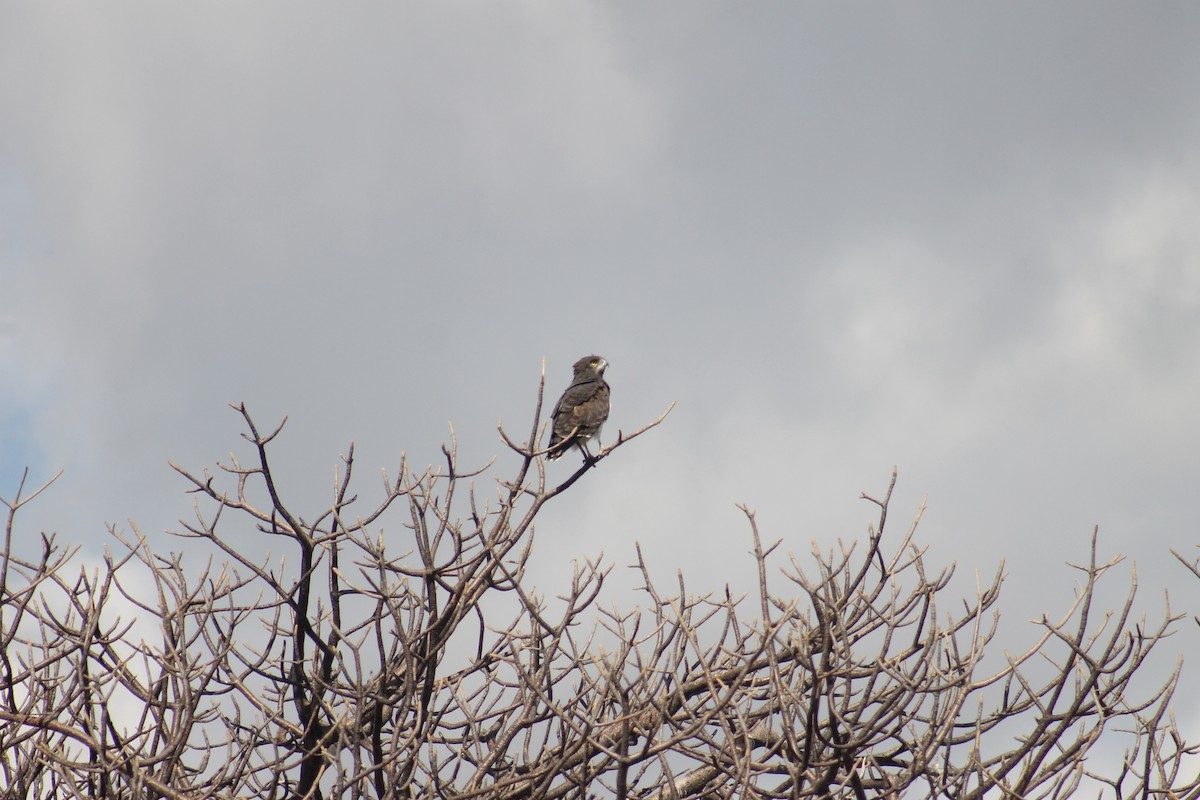 Black-chested Snake-Eagle - ML640872556