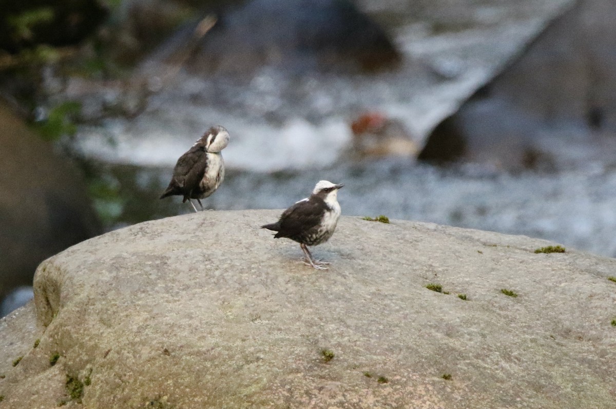 White-capped Dipper (White-bellied) - ML640872559