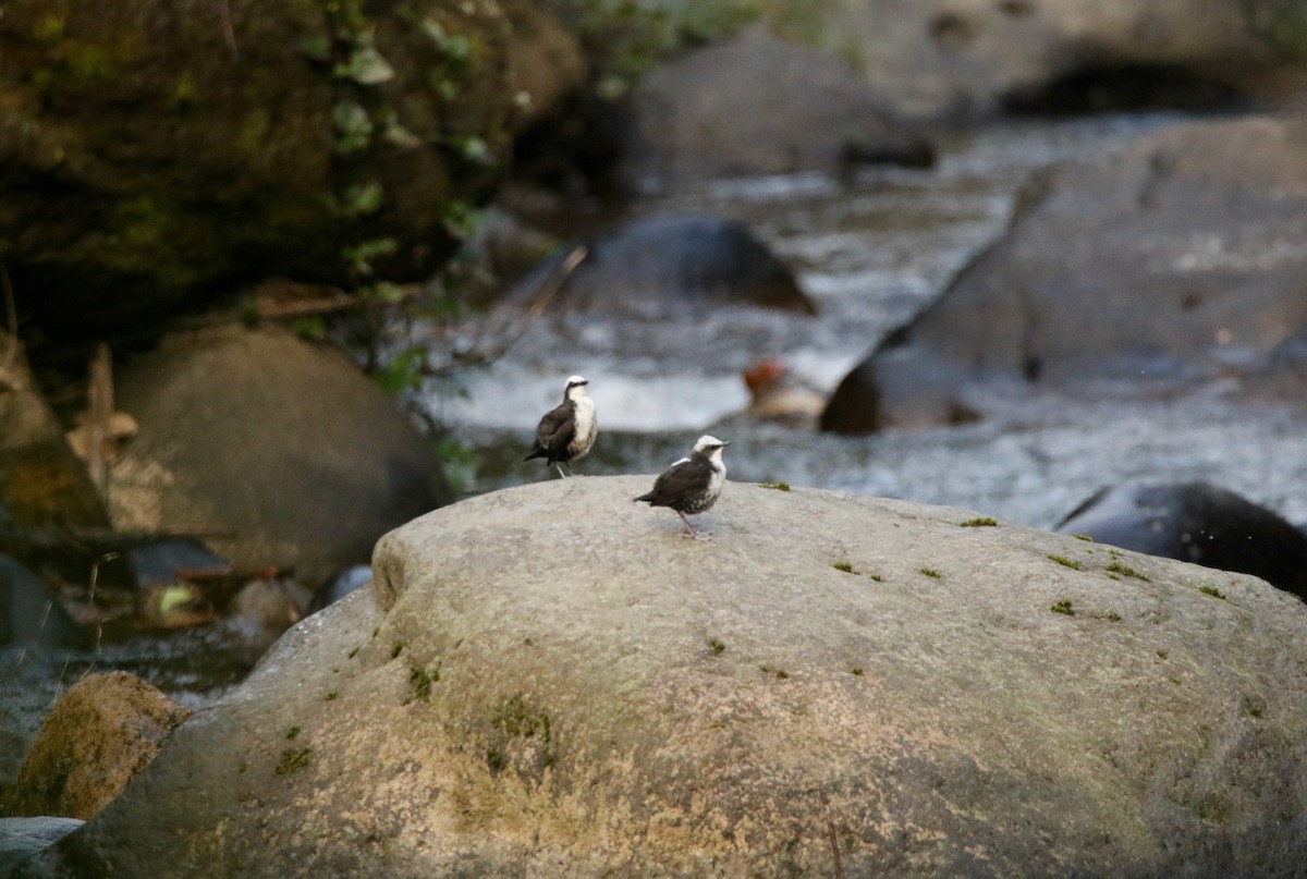 White-capped Dipper (White-bellied) - ML640872560