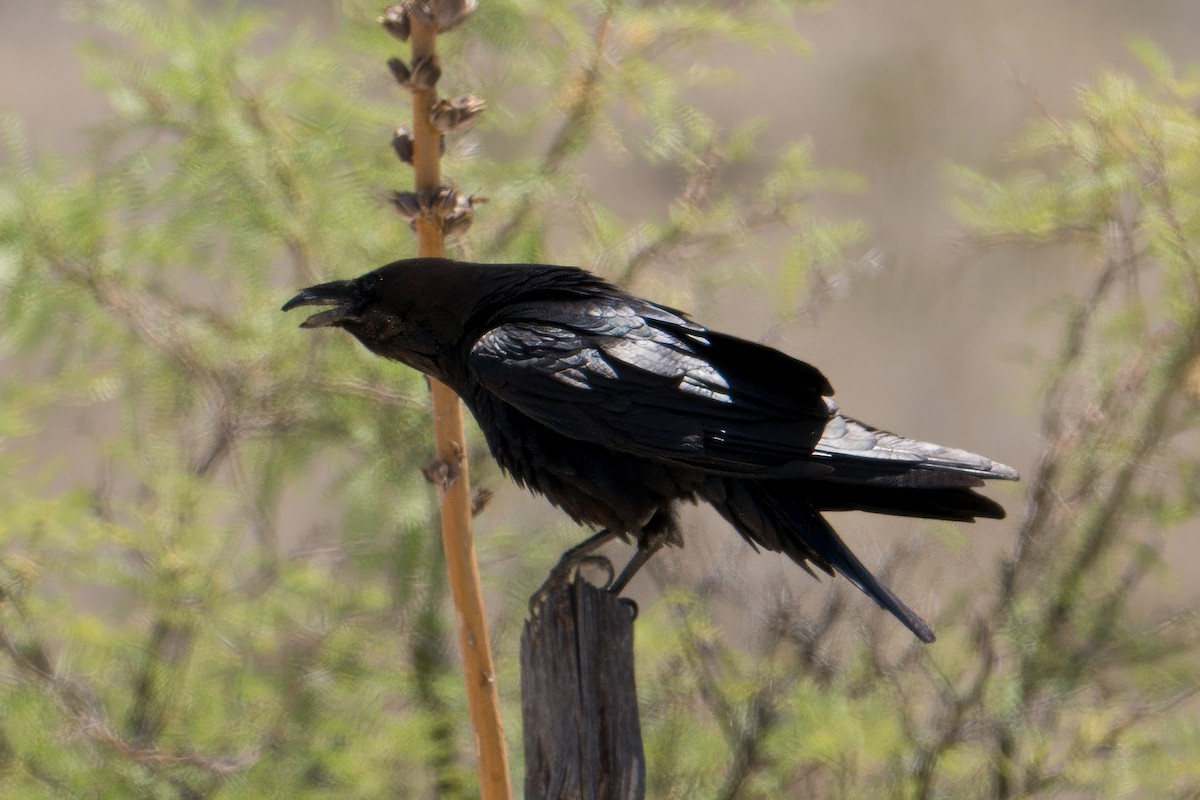 kaktusravn - ML640872594