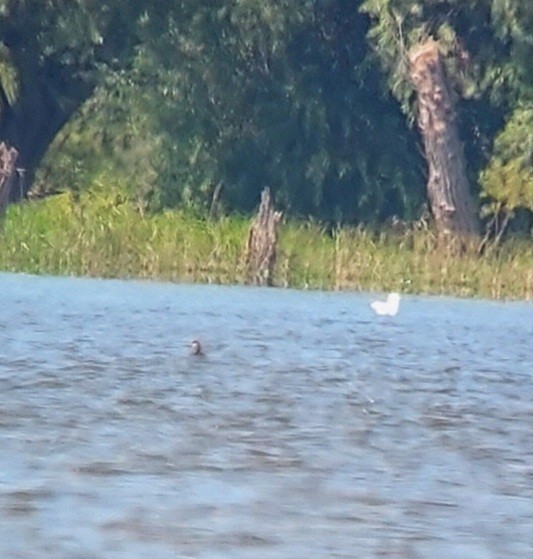 Red-necked Grebe - ML640872621
