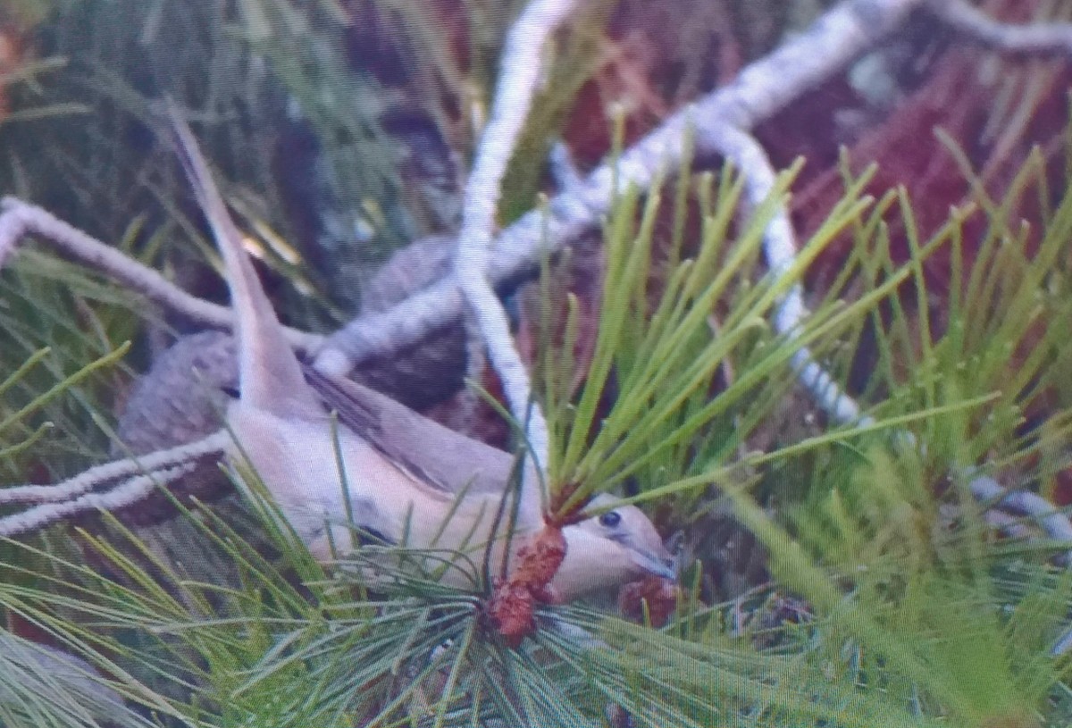 Eastern Subalpine Warbler - ML640872623